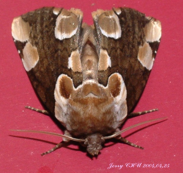 按此在新視窗瀏覽圖片