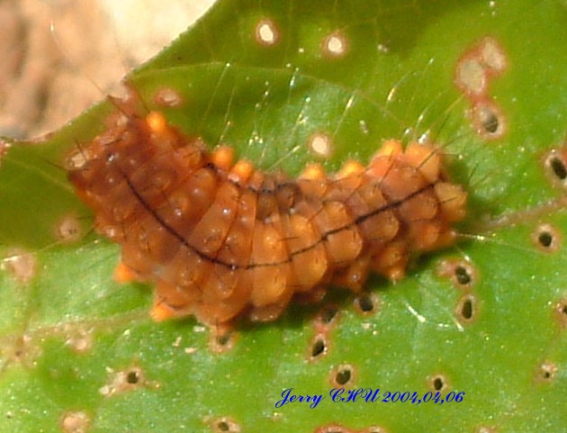 按此在新視窗瀏覽圖片