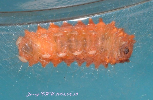 按此在新視窗瀏覽圖片