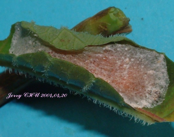 按此在新視窗瀏覽圖片