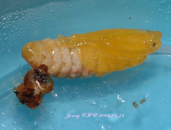 按此在新視窗瀏覽圖片