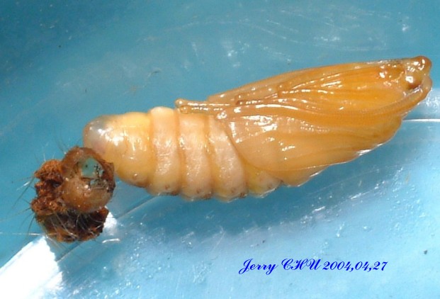 按此在新視窗瀏覽圖片