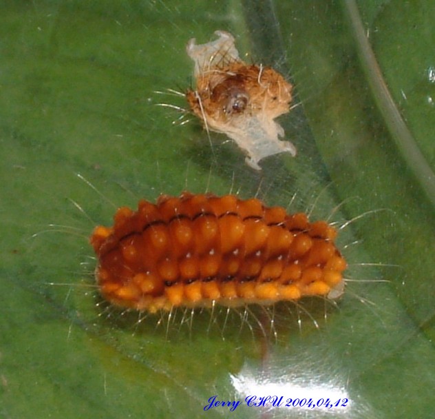 按此在新視窗瀏覽圖片