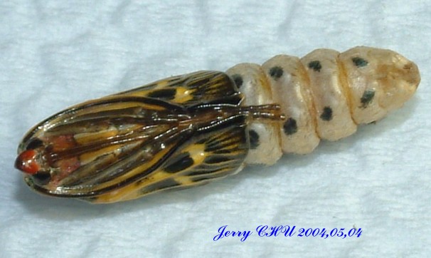 按此在新視窗瀏覽圖片