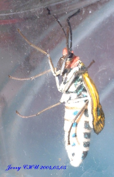 按此在新視窗瀏覽圖片