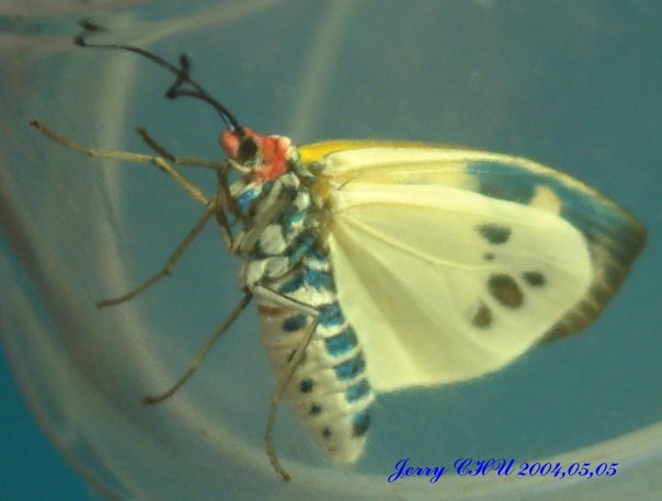 按此在新視窗瀏覽圖片