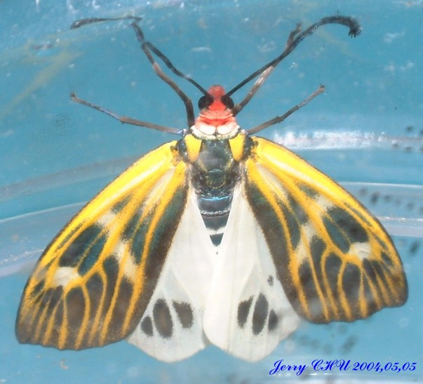 按此在新視窗瀏覽圖片