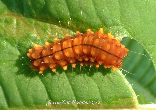 按此在新視窗瀏覽圖片