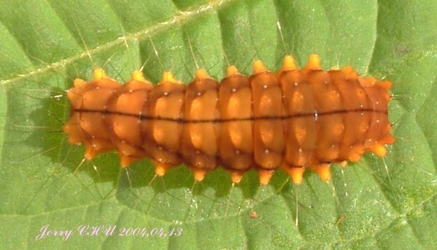 按此在新視窗瀏覽圖片