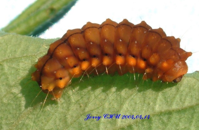 按此在新視窗瀏覽圖片