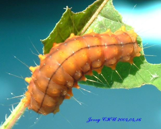 按此在新視窗瀏覽圖片