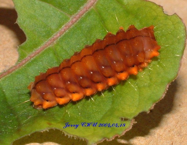 按此在新視窗瀏覽圖片