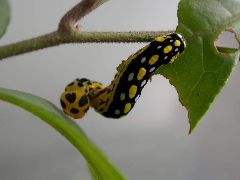 按此在新視窗瀏覽圖片