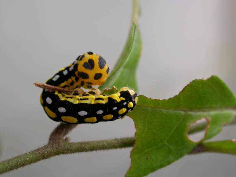 按此在新視窗瀏覽圖片