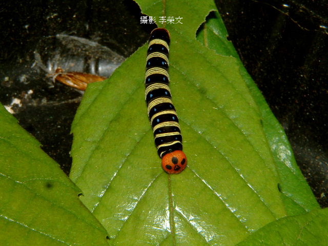 按此在新視窗瀏覽圖片