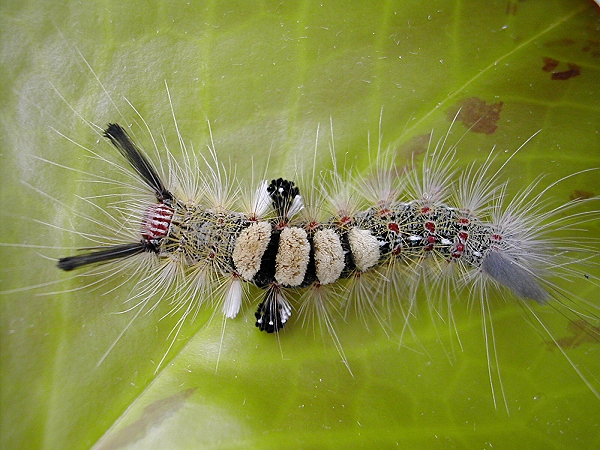 按此在新視窗瀏覽圖片