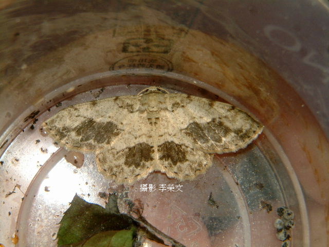 按此在新視窗瀏覽圖片