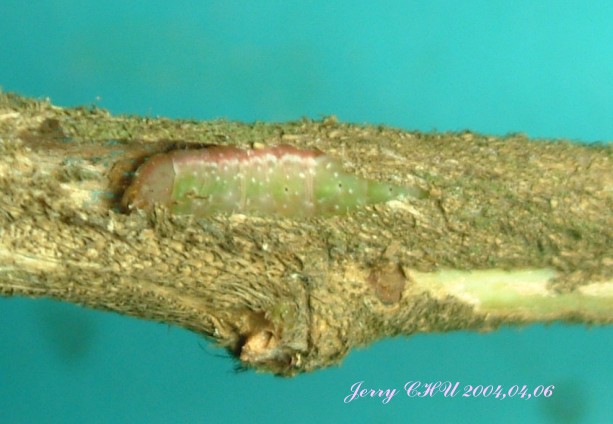 按此在新視窗瀏覽圖片