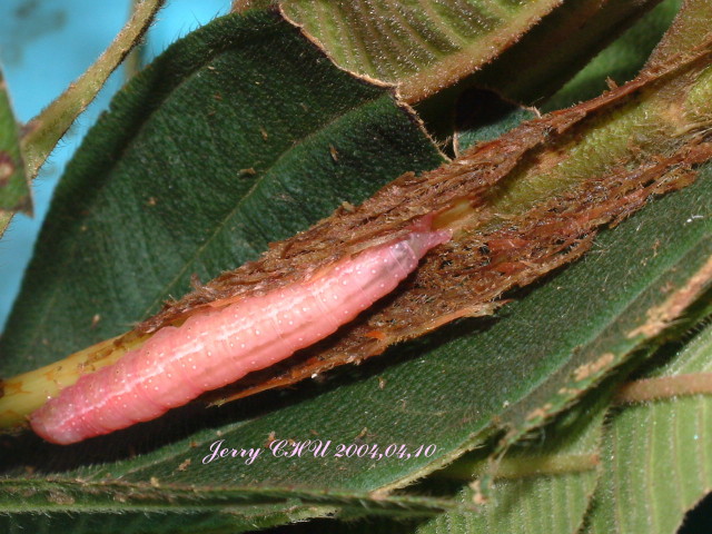 按此在新視窗瀏覽圖片