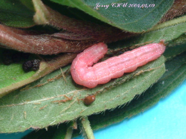 按此在新視窗瀏覽圖片