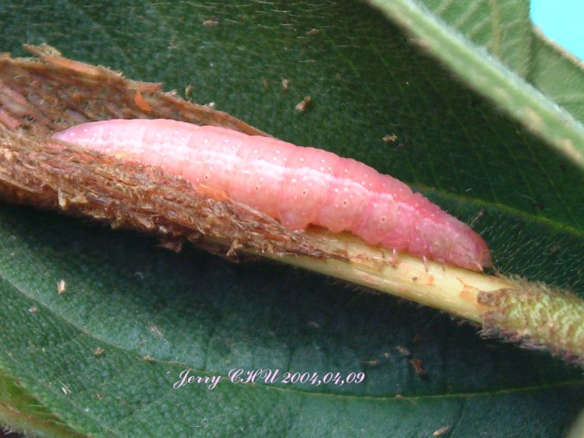 按此在新視窗瀏覽圖片