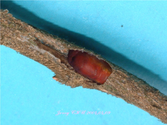 按此在新視窗瀏覽圖片