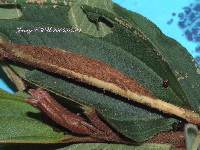 按此在新視窗瀏覽圖片