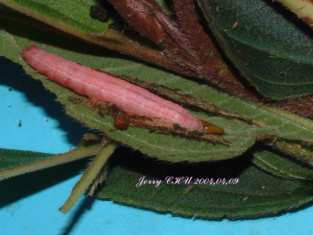 按此在新視窗瀏覽圖片