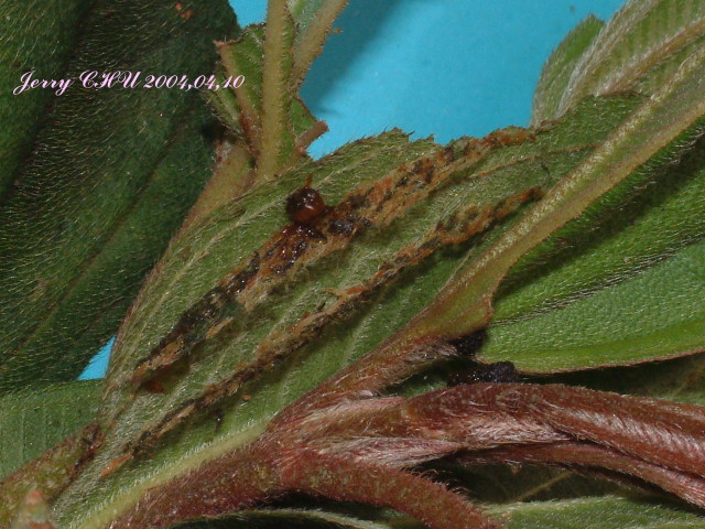 按此在新視窗瀏覽圖片