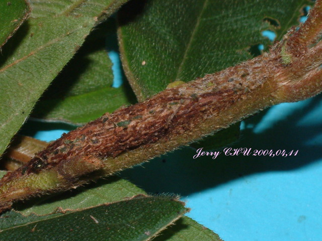 按此在新視窗瀏覽圖片