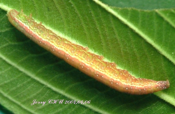 按此在新視窗瀏覽圖片