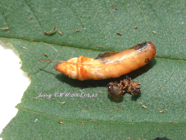 按此在新視窗瀏覽圖片