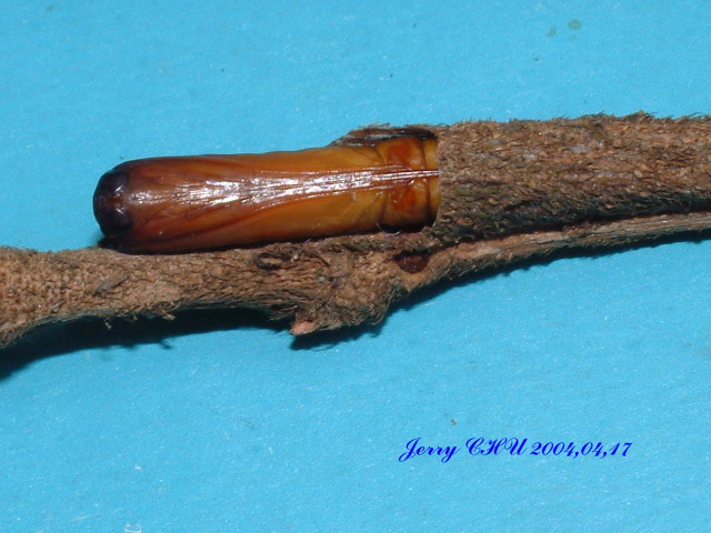 按此在新視窗瀏覽圖片