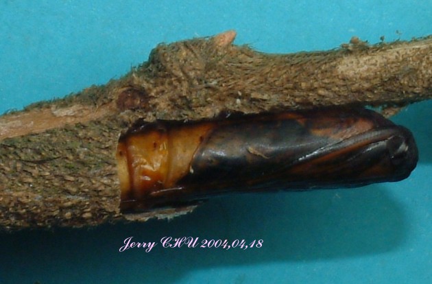 按此在新視窗瀏覽圖片