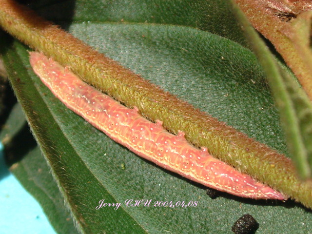 按此在新視窗瀏覽圖片