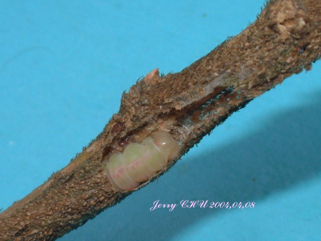 按此在新視窗瀏覽圖片