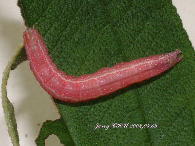 按此在新視窗瀏覽圖片