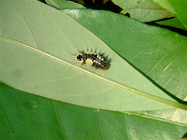 按此在新視窗瀏覽圖片