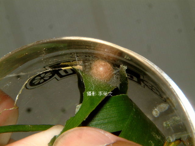 按此在新視窗瀏覽圖片