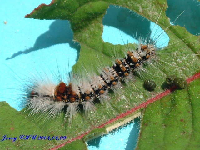 按此在新視窗瀏覽圖片