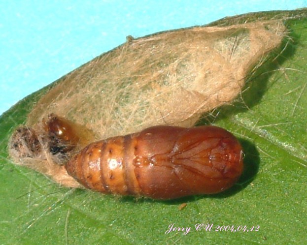 按此在新視窗瀏覽圖片