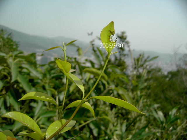 按此在新視窗瀏覽圖片