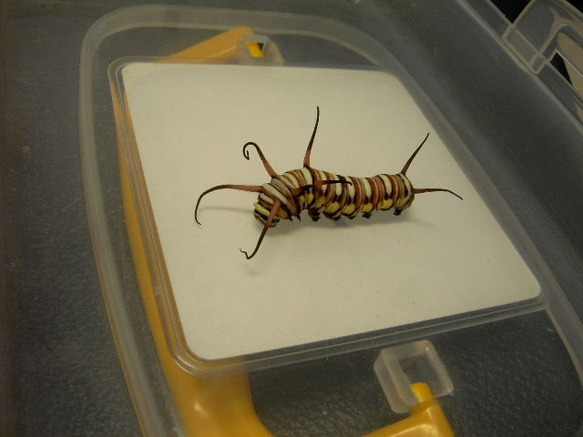 按此在新視窗瀏覽圖片