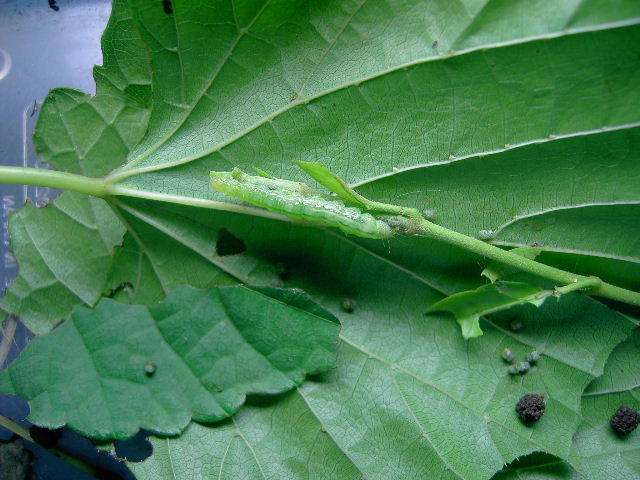 按此在新視窗瀏覽圖片