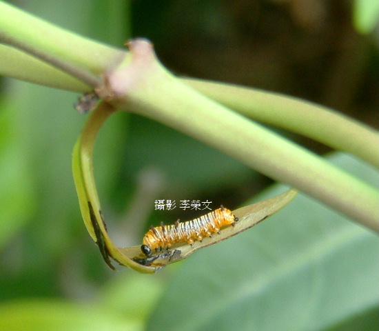 按此在新視窗瀏覽圖片