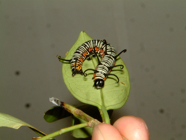按此在新視窗瀏覽圖片