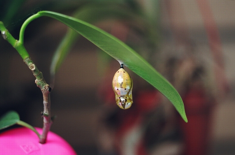 按此在新視窗瀏覽圖片