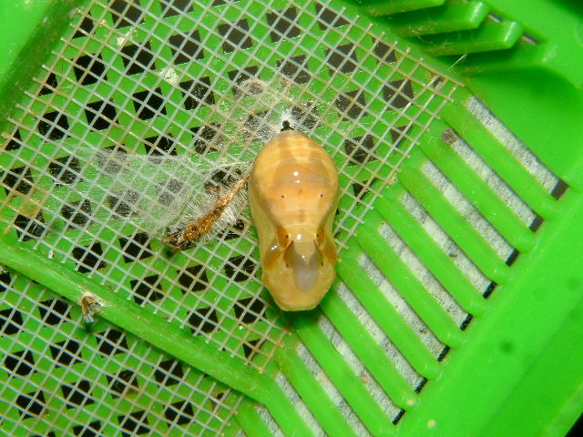 按此在新視窗瀏覽圖片