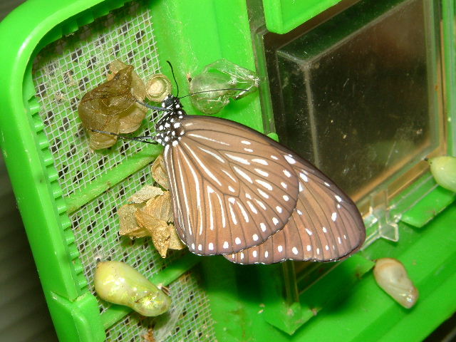 按此在新視窗瀏覽圖片