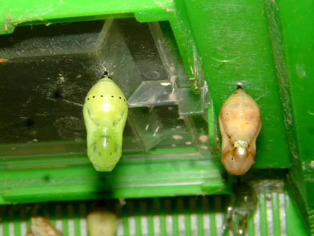 按此在新視窗瀏覽圖片